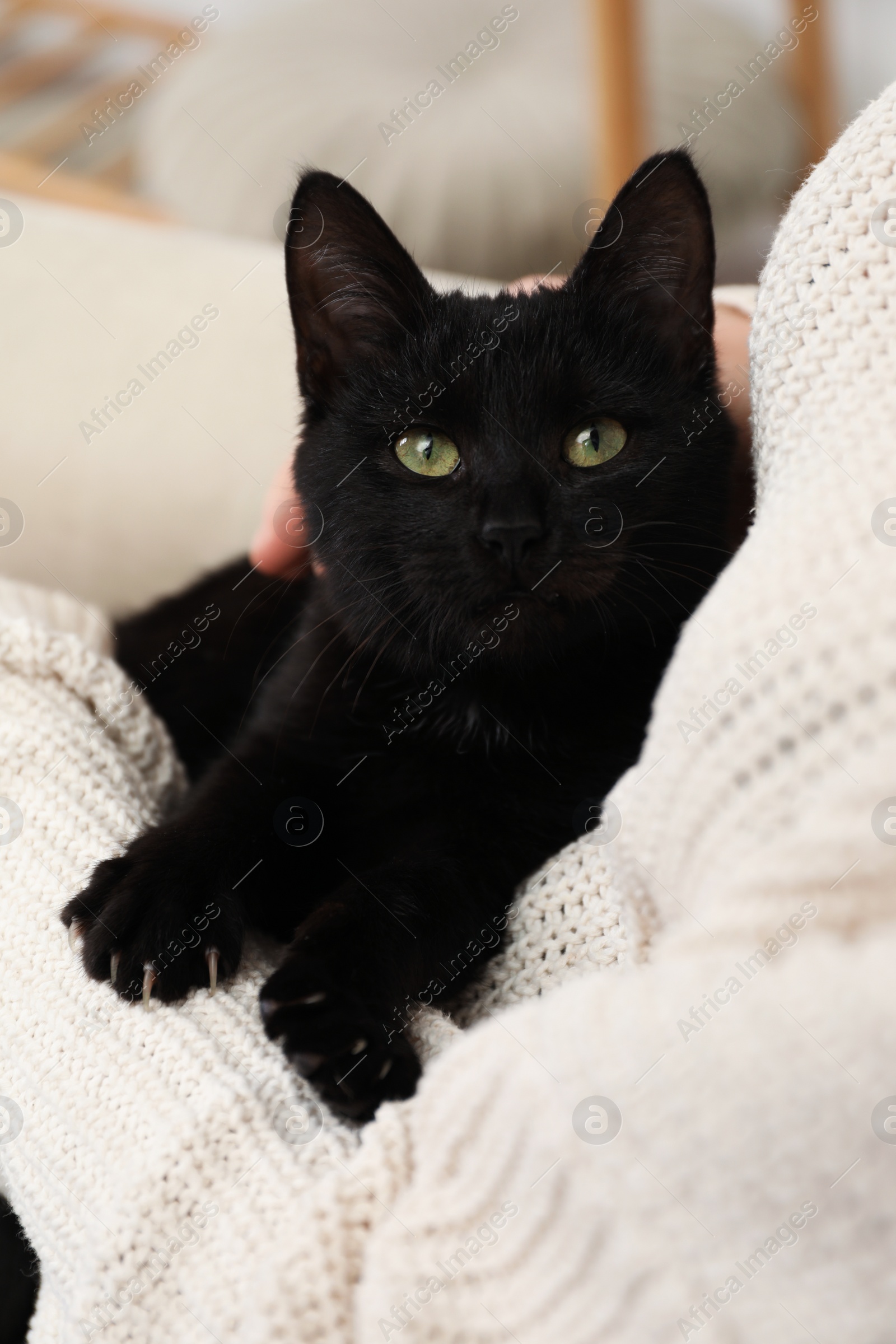 Photo of Owner with her adorable black cat at home, closeup