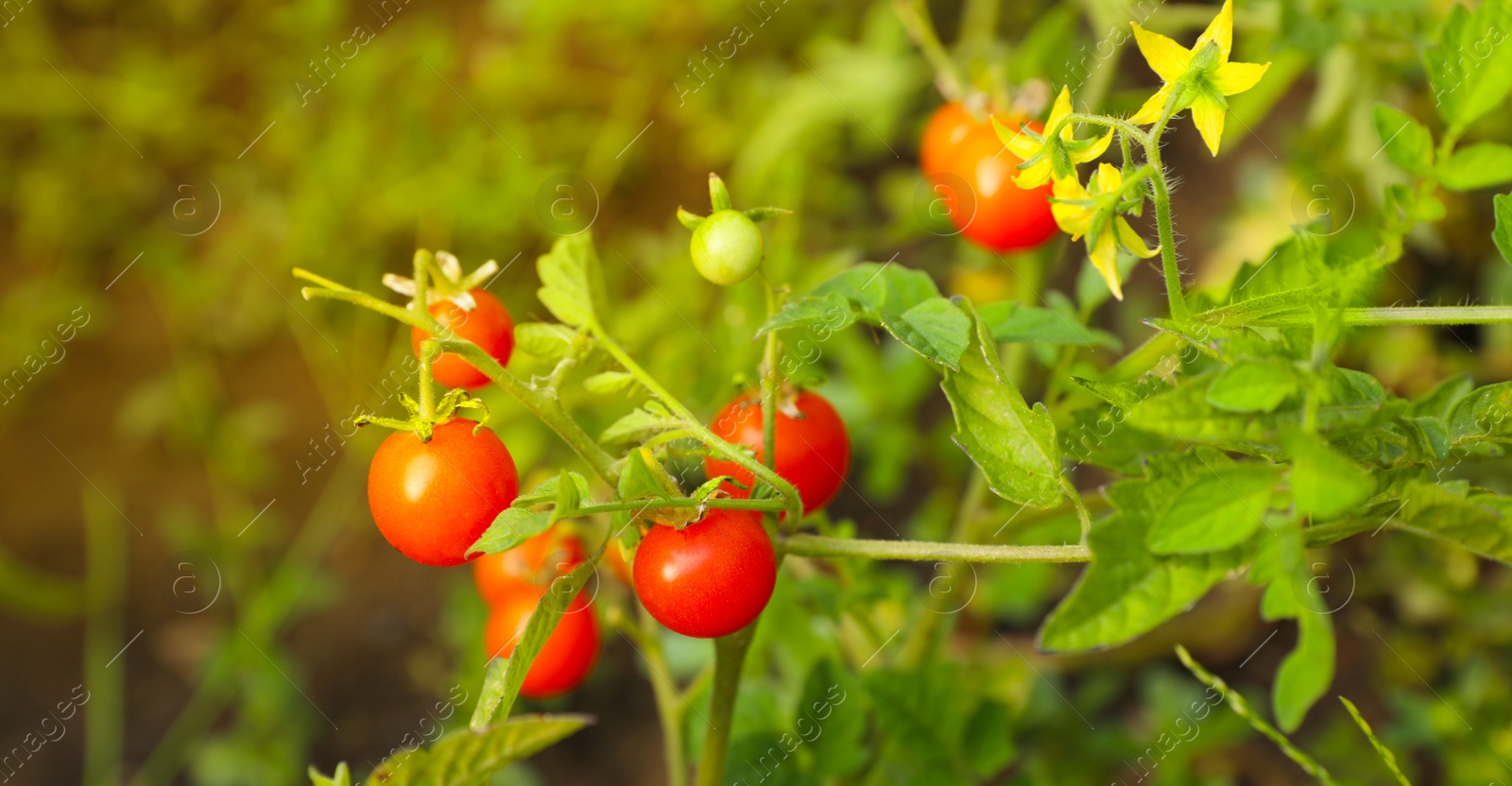 Photo of Beautiful ripe tomatoes on bush in garden