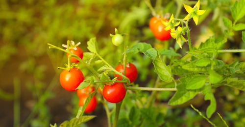 Photo of Beautiful ripe tomatoes on bush in garden