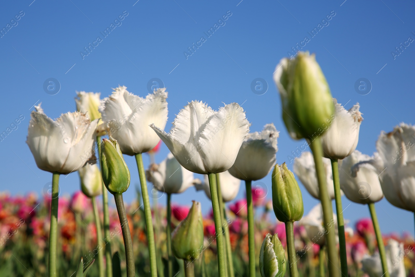 Photo of Beautiful colorful tulip flowers growing in field on sunny day, closeup