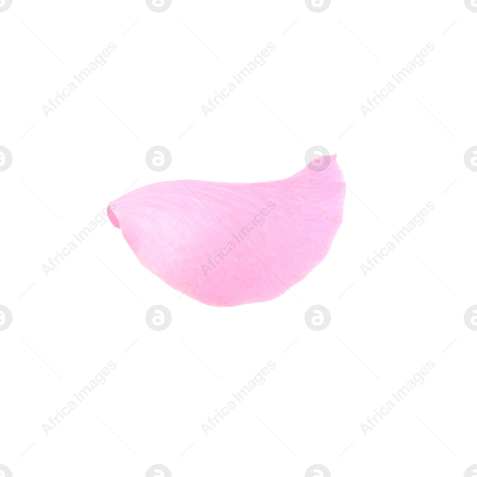 Photo of One pink rose petal isolated on white