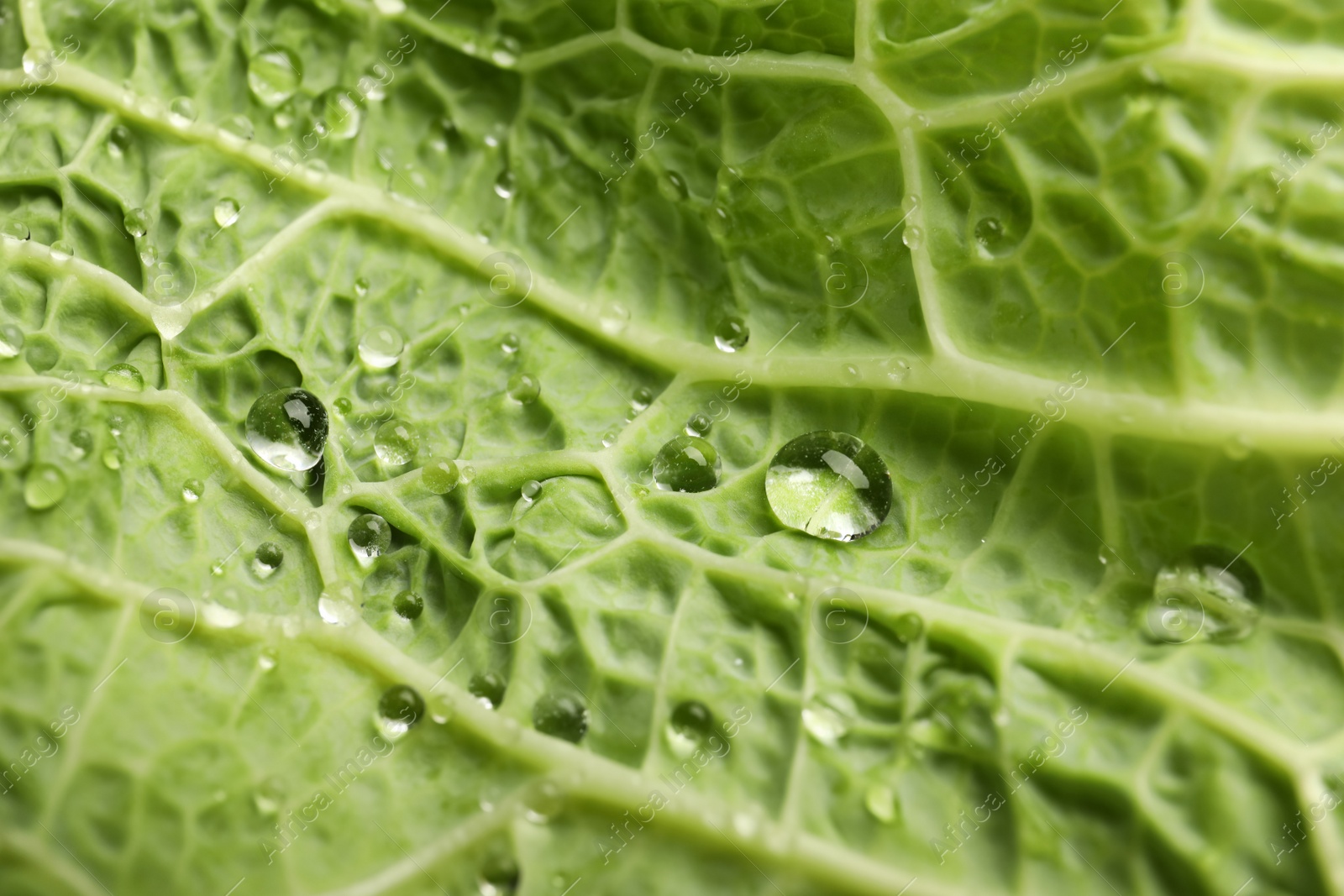 Photo of Green leaf of savoy cabbage as background, closeup