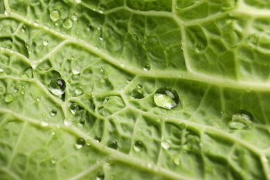 Photo of Green leaf of savoy cabbage as background, closeup