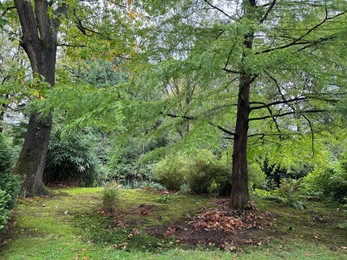 Photo of Green grass, bright moss and other beautiful plants in park