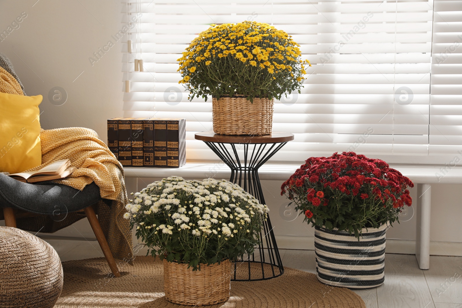 Photo of Beautiful fresh chrysanthemum flowers near window in stylish room interior