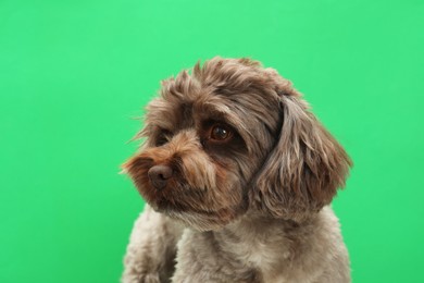 Photo of Cute Maltipoo dog on green background. Lovely pet