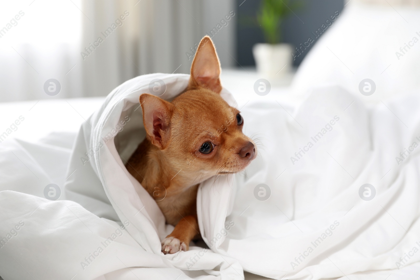 Photo of Cute Chihuahua dog wrapped in blanket at home