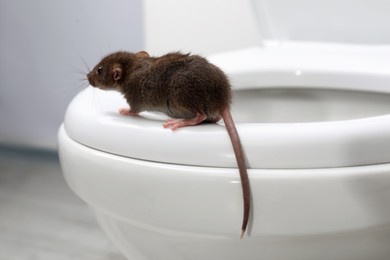 Photo of Rat on toilet bowl in bathroom. Pest control