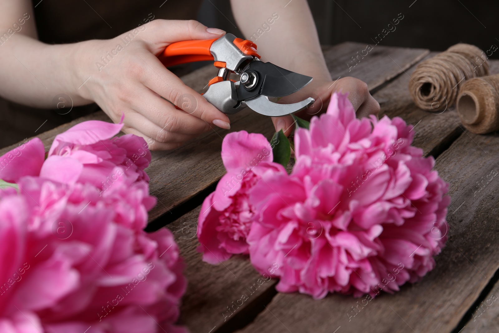 Photo of Woman trimming beautiful pink peonies with secateurs at wooden table, closeup