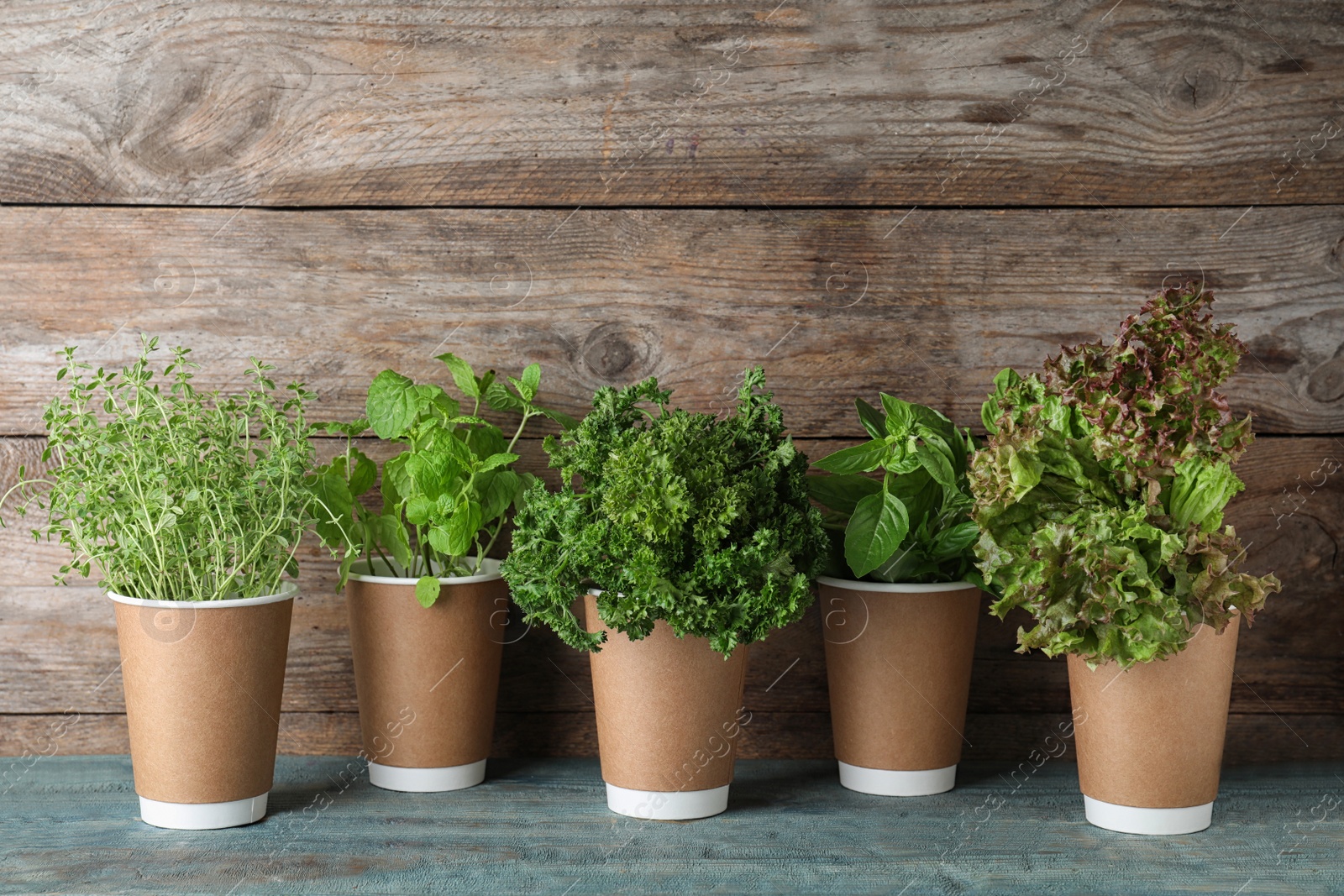 Photo of Seedlings of different aromatic herbs in paper cups on blue table near wooden wall