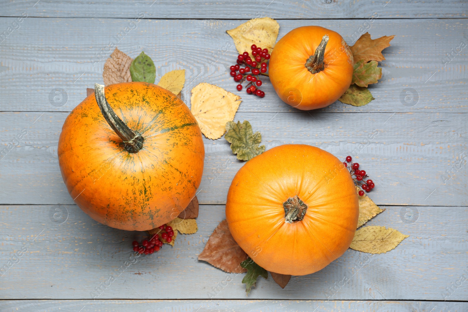 Photo of Thanksgiving day. Flat lay composition with pumpkins on grey wooden table