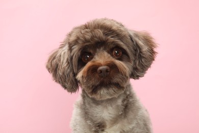 Cute Maltipoo dog on pink background. Lovely pet