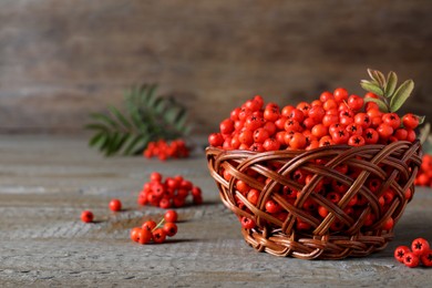Photo of Fresh ripe rowan berries with leaves in wicker bowl on grey wooden table, space for text