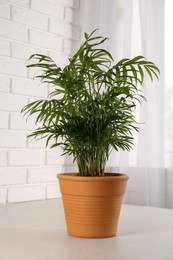 Photo of Potted chamaedorea palm on light grey table indoors. Beautiful houseplant