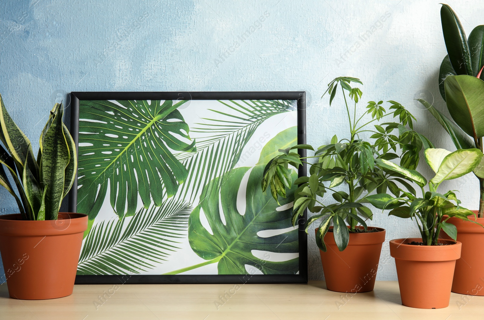 Photo of Potted home plants and picture on table against color wall