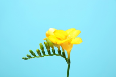 Photo of Beautiful freesia flower on color background