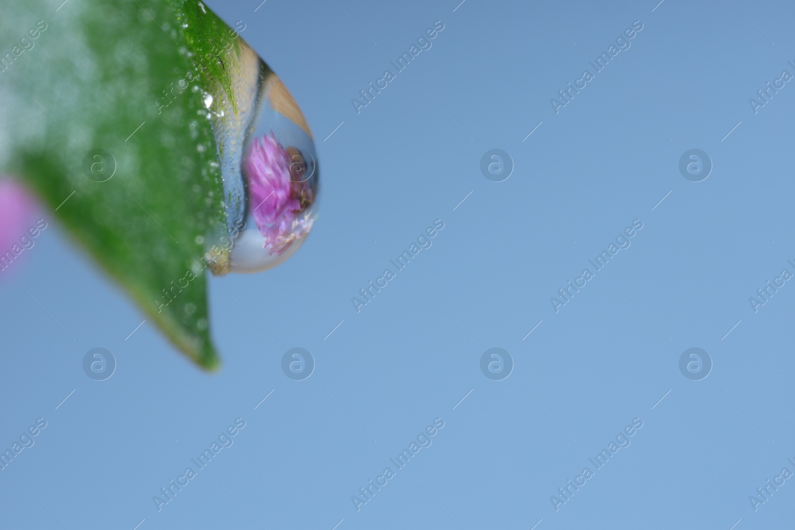 Photo of Macro photo of beautiful flower reflected in water drop on leaf against light blue background. Space for text