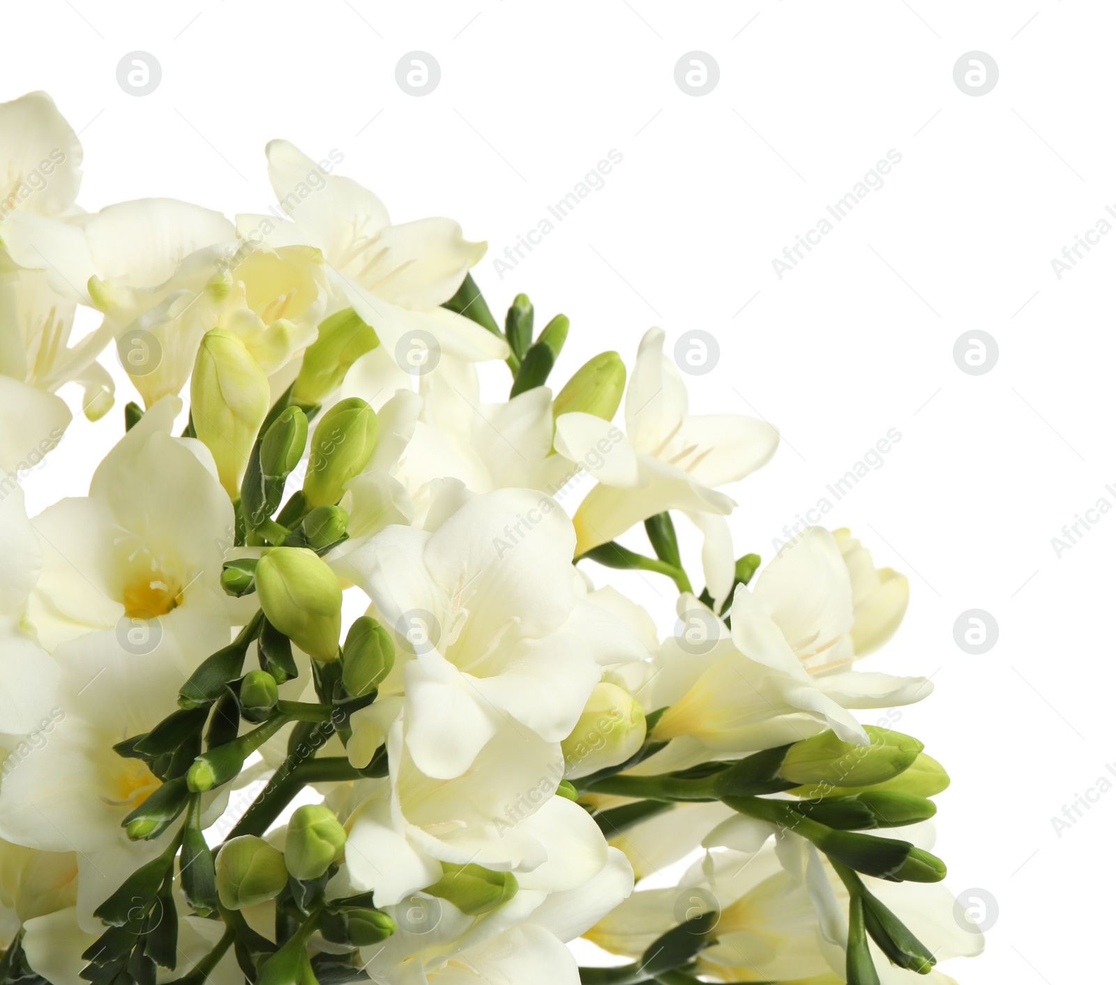 Photo of Beautiful freesia flowers on white background, closeup