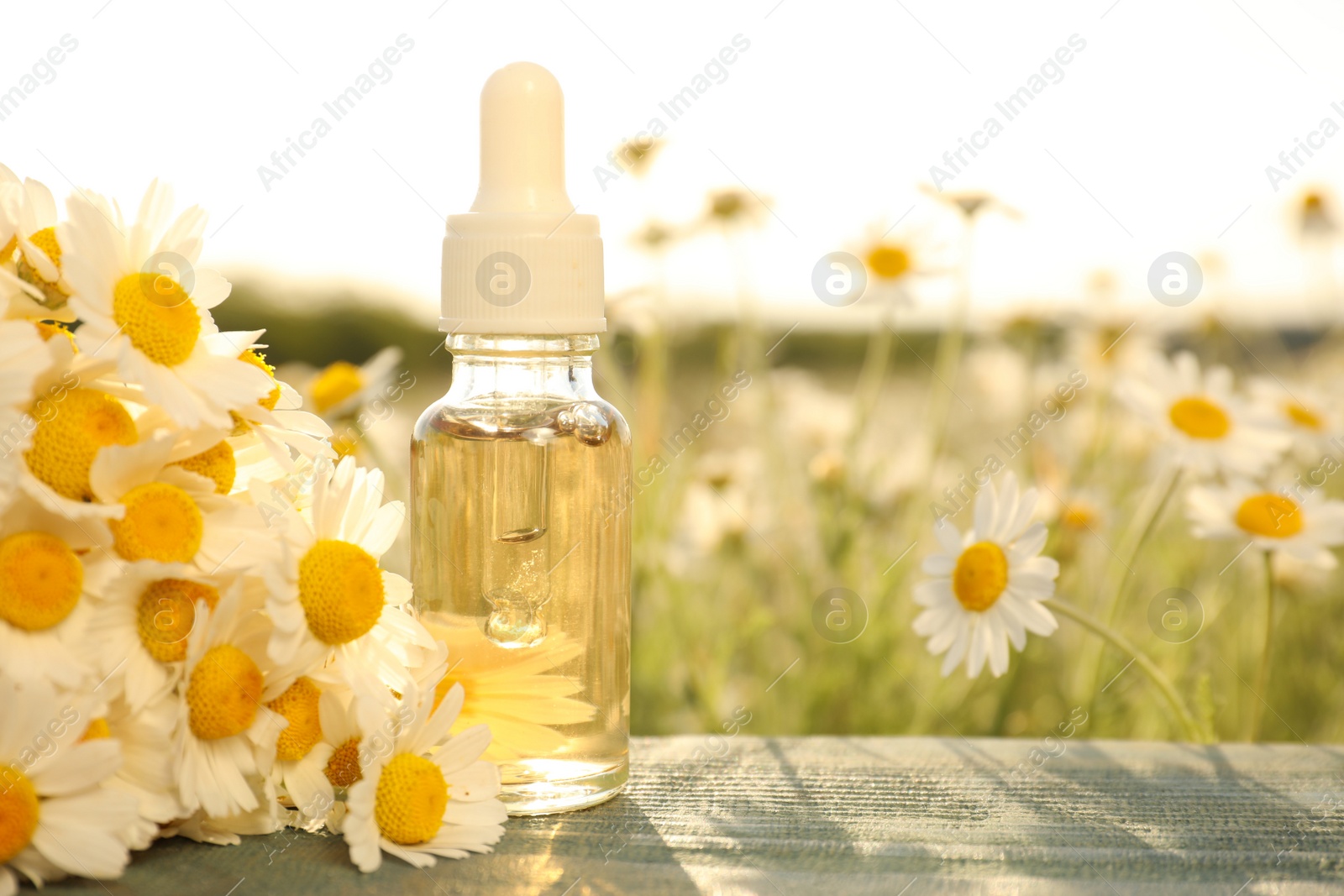 Photo of Bottle of essential oil and chamomiles on blue wooden table in field. Space for text