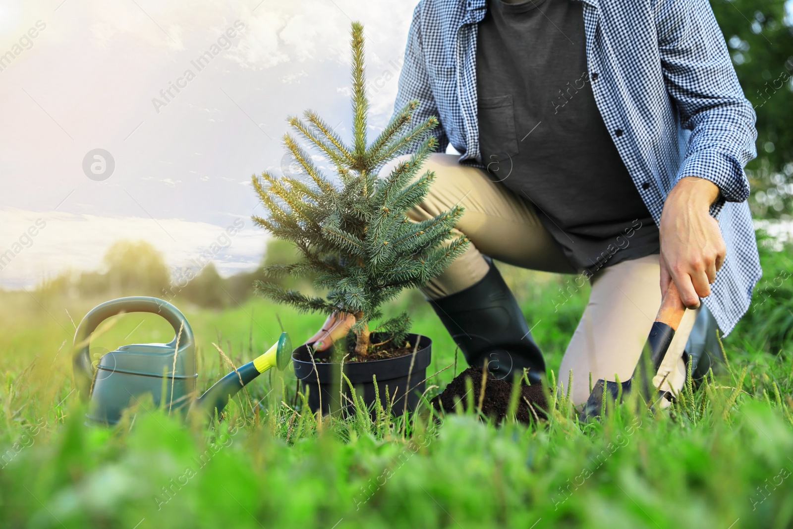 Photo of Man planting conifer tree in park, closeup