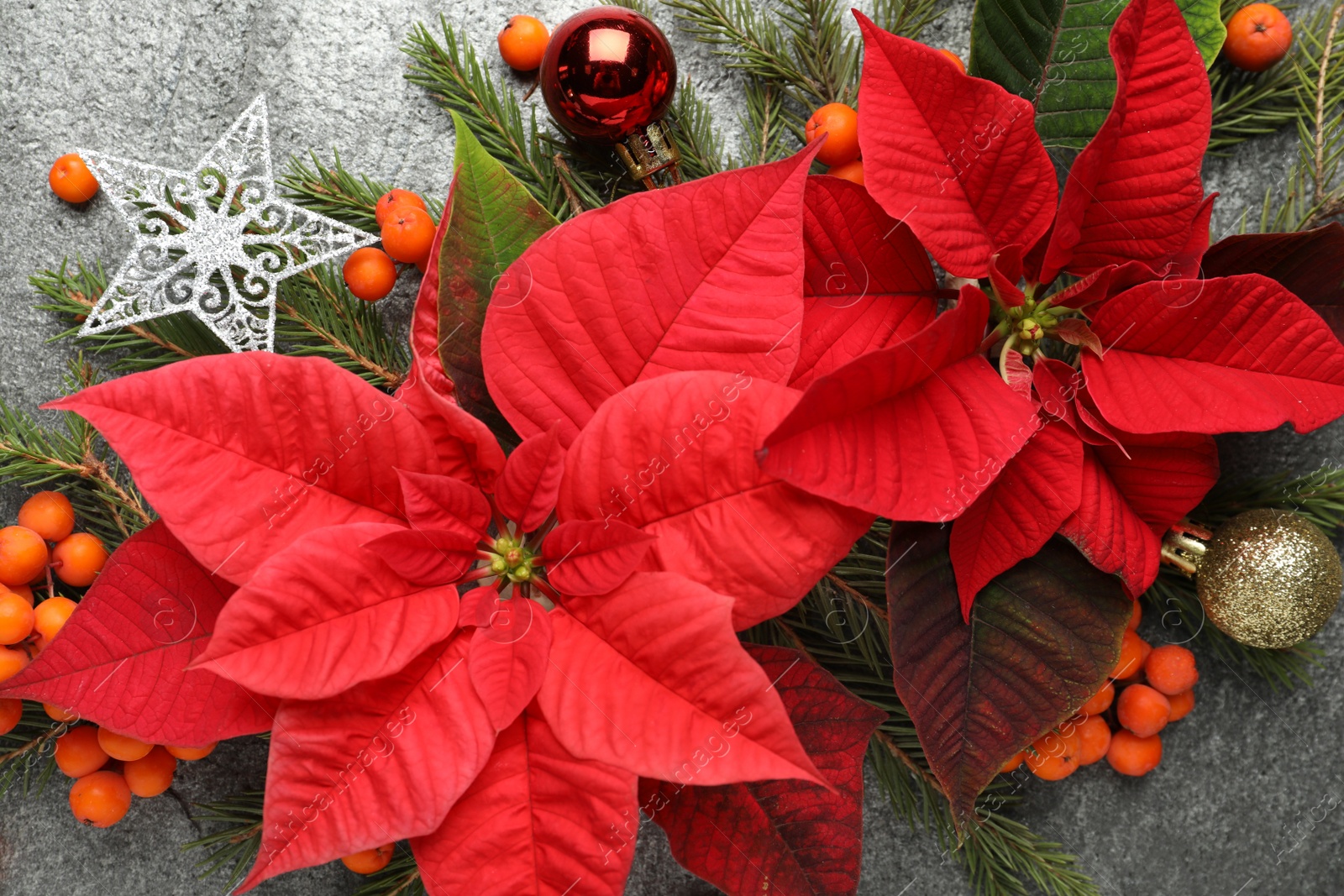 Photo of Flat lay composition with beautiful poinsettia on grey background. Christmas traditional flower
