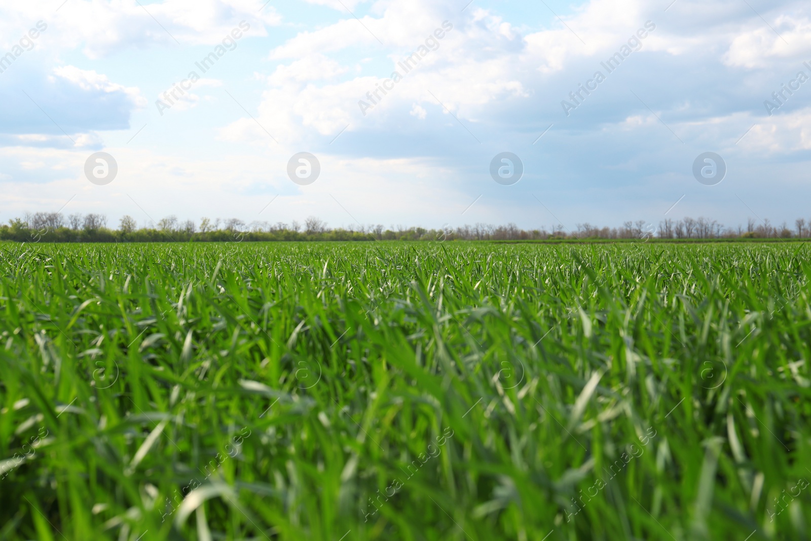 Photo of Beautiful agricultural field with ripening cereal crop under blue sky