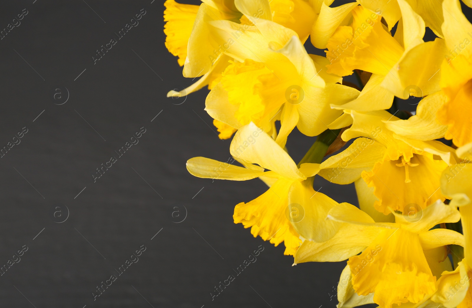 Photo of Beautiful yellow daffodils on blurred background, closeup. Space for text