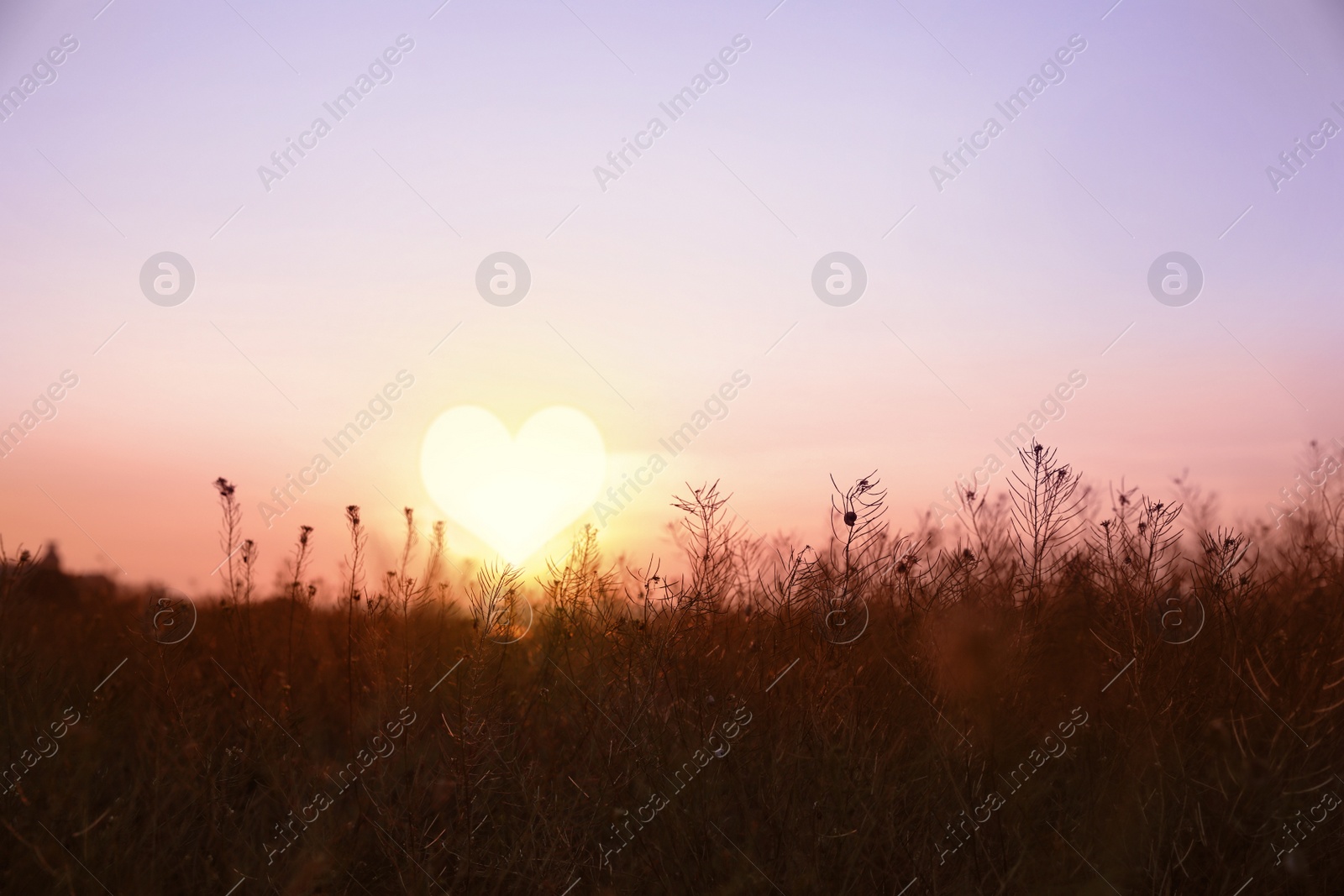 Image of Picturesque view of field and beautiful sunset