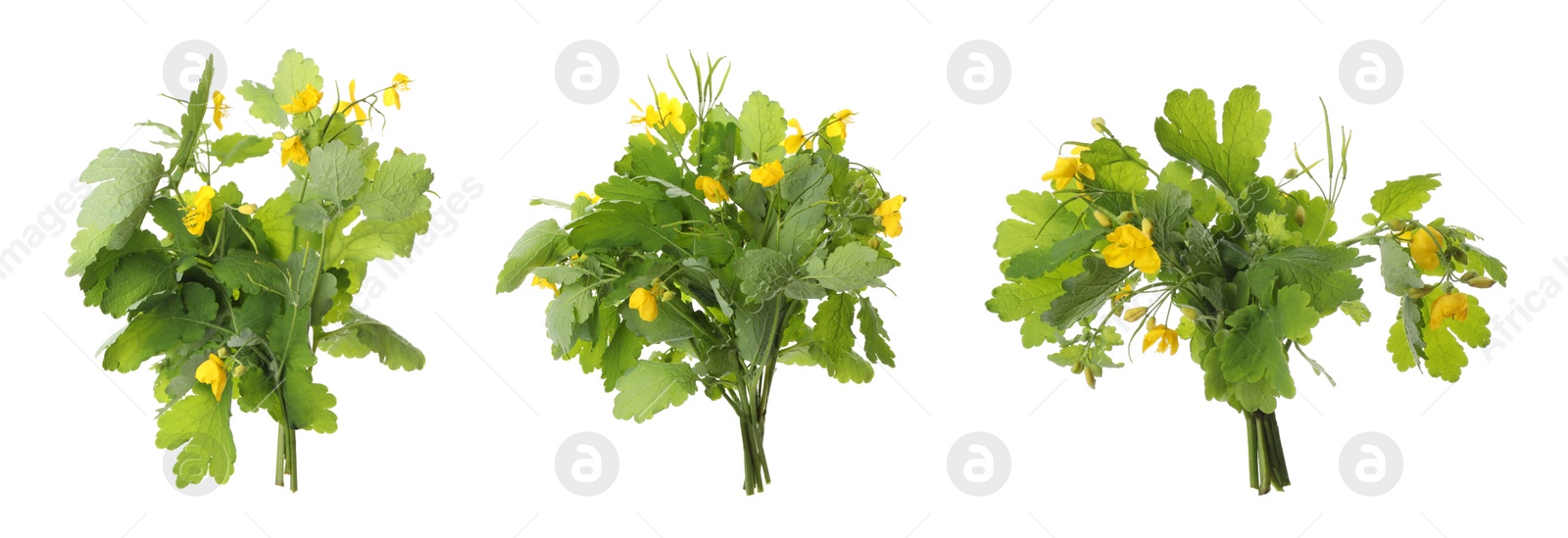 Image of Celandine plants with yellow flowers and green leaves on white background, collage. Banner design 