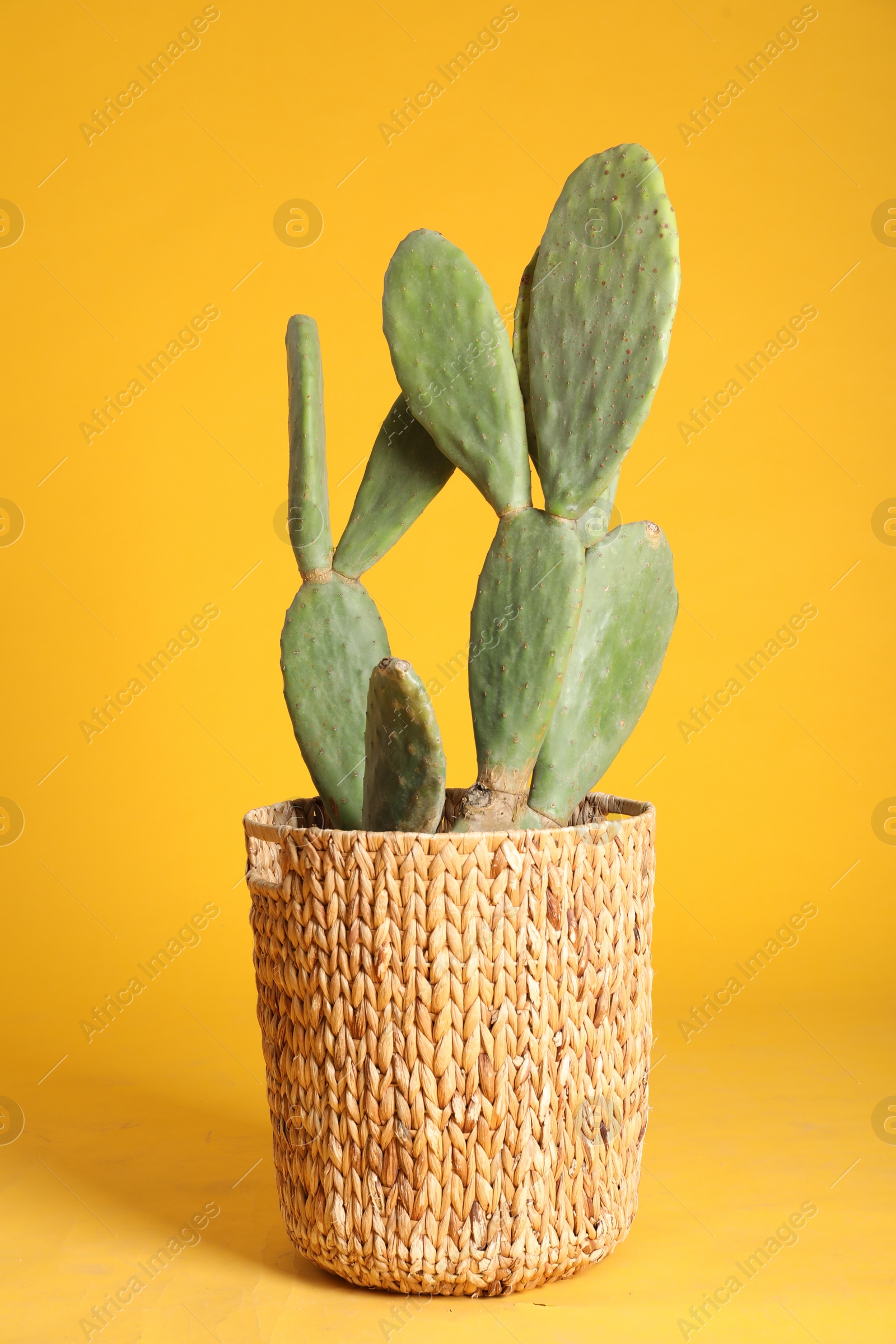 Photo of Beautiful cactus on yellow background. Tropical plant