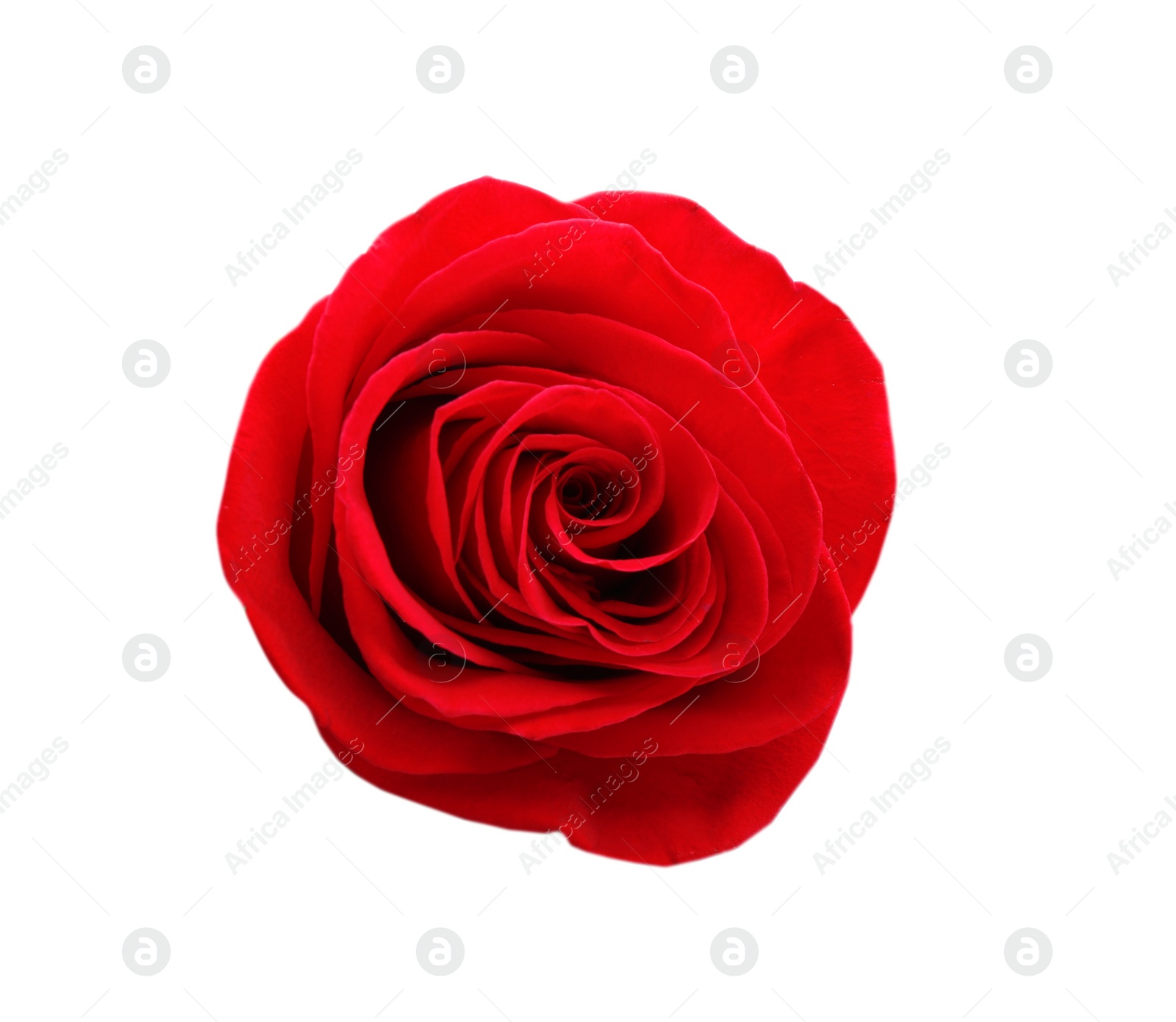 Photo of Beautiful red rose on white background, top view. Perfect gift