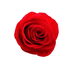 Photo of Beautiful red rose on white background, top view. Perfect gift