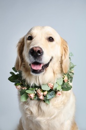 Adorable golden Retriever wearing wreath made of beautiful flowers on grey background