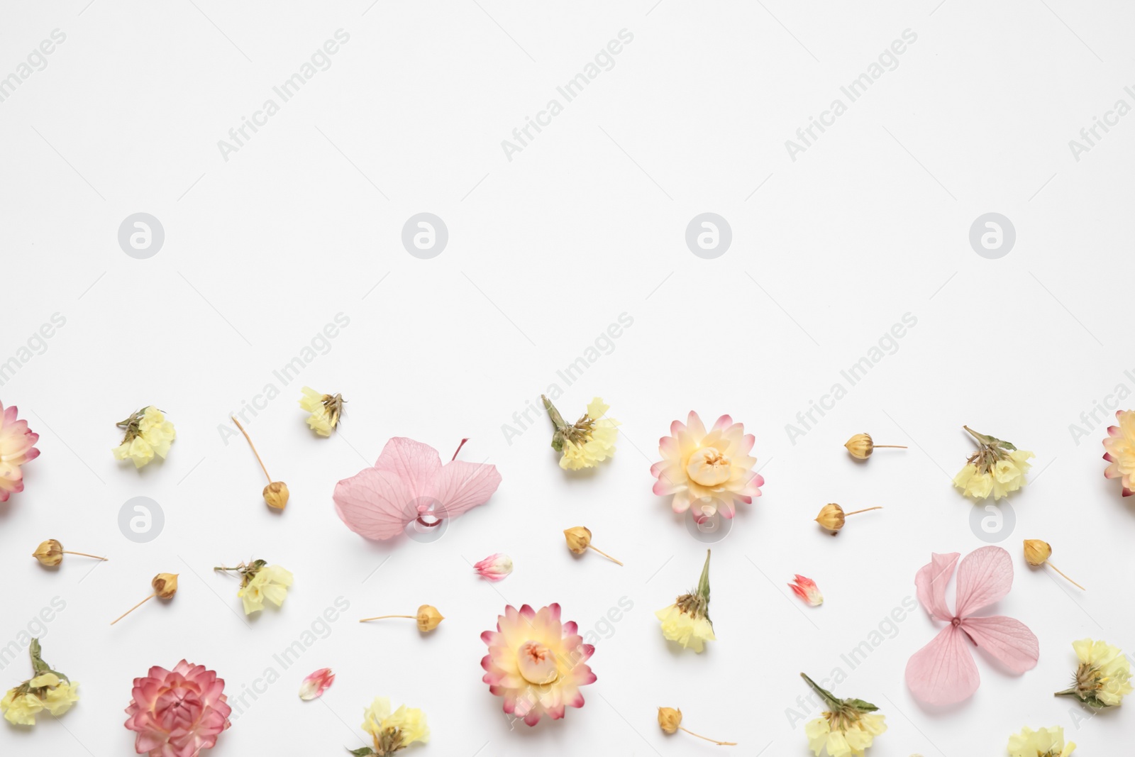 Photo of Beautiful fresh and dry flowers on white background, flat lay. Space for text