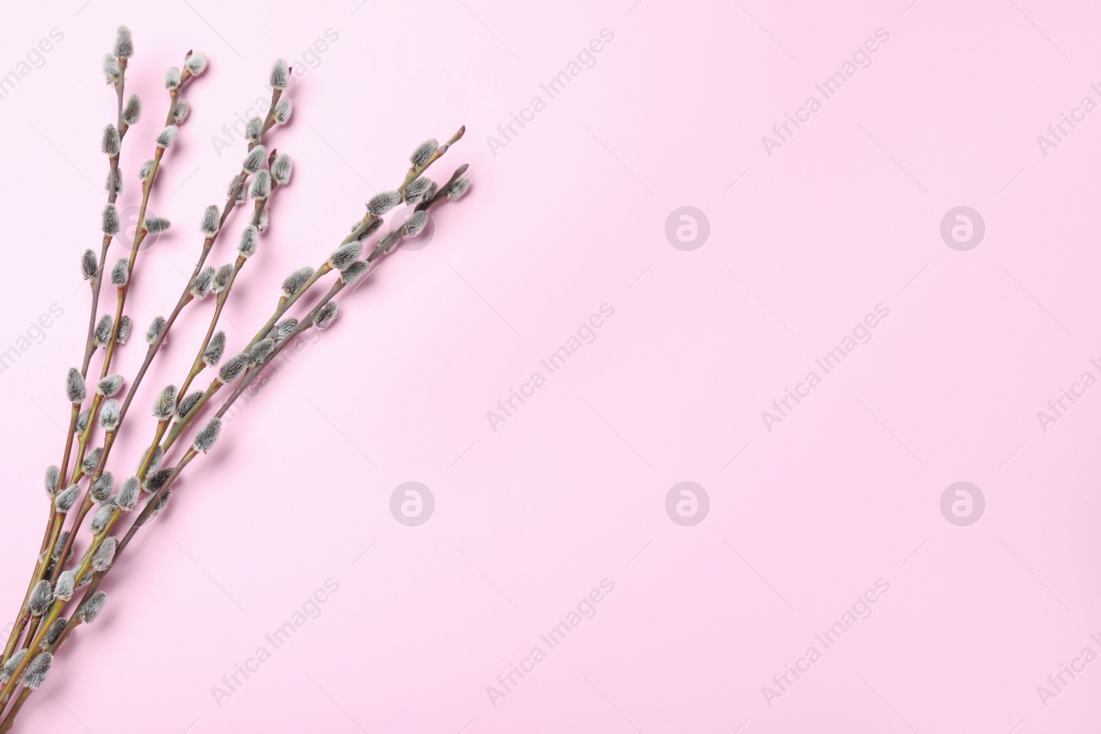Photo of Beautiful pussy willow branches on light pink background, flat lay. Space for text