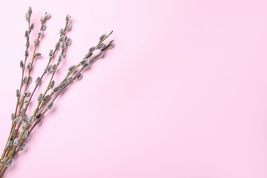 Photo of Beautiful pussy willow branches on light pink background, flat lay. Space for text
