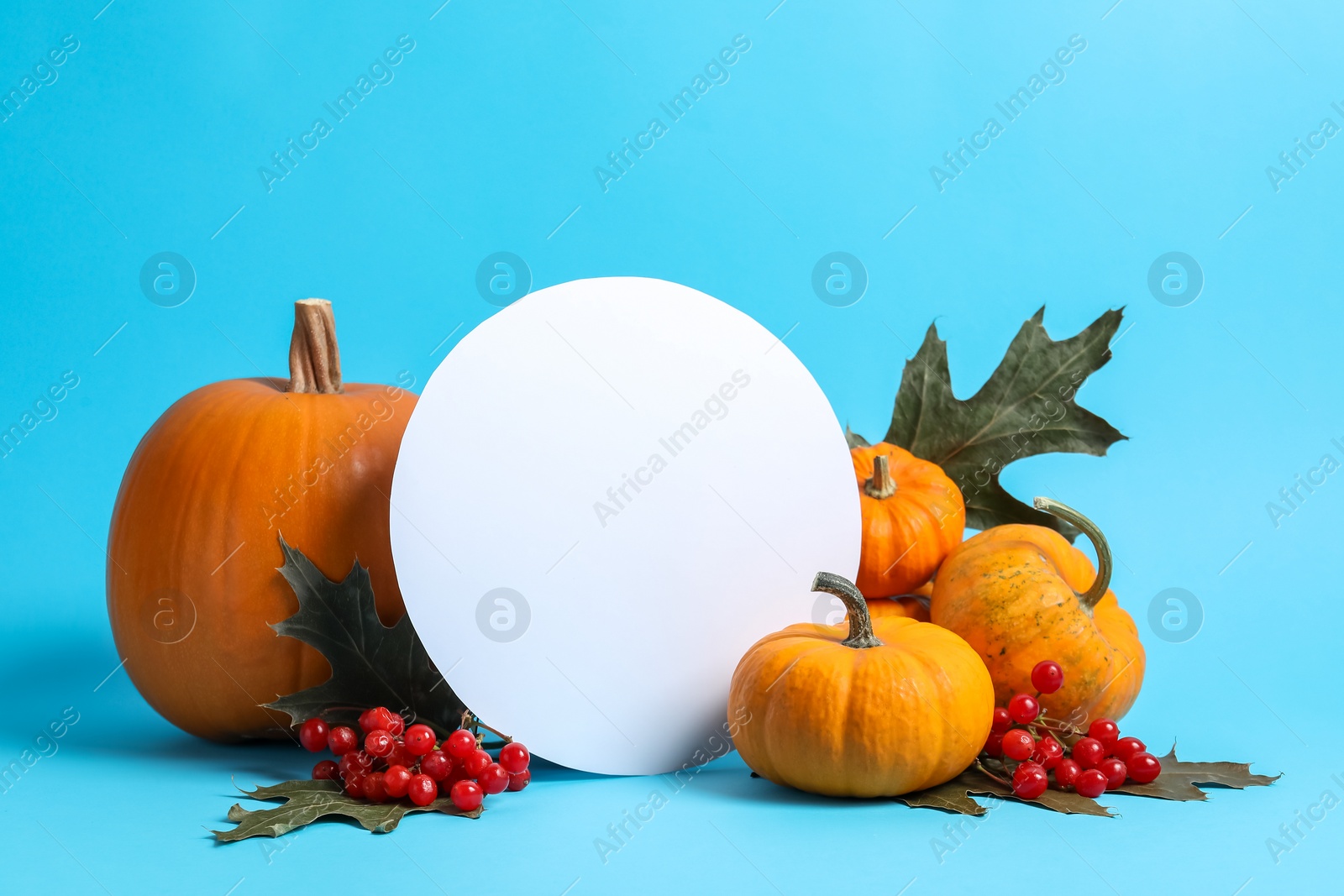 Photo of Thanksgiving day. Beautiful composition with pumpkins and blank card on light blue background, space for text