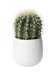 Beautiful cactus plant in pot on white background. House decor