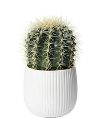 Photo of Beautiful cactus plant in pot on white background. House decor