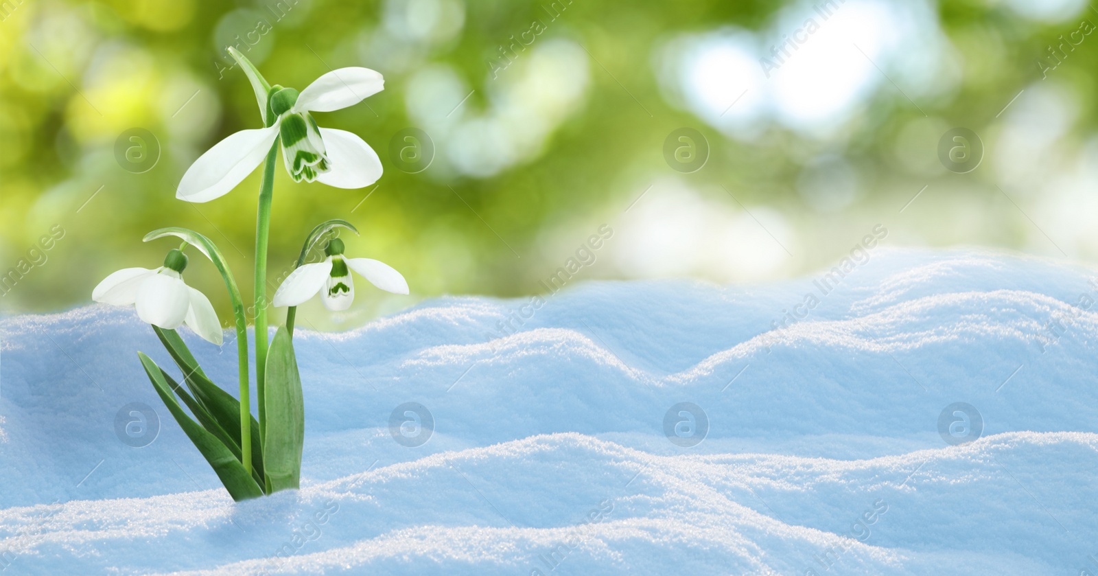 Image of Beautiful snowdrops growing through snow outdoors on sunny day, space for text . First spring flowers