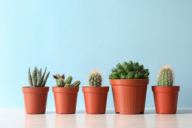 Photo of Beautiful succulent plants in pots on table against blue background, space for text. Home decor