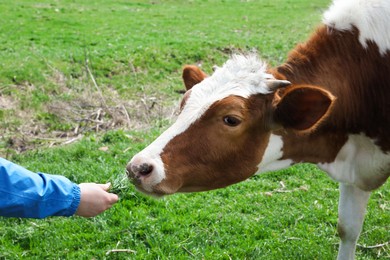 Photo of Farmer feeding cow with grass in field, closeup