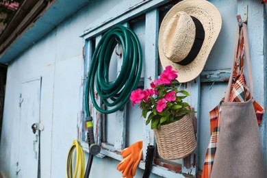 Beautiful plant, gardening tools and accessories on shed wall