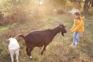 Photo of Farm animal. Cute little girl feeding goat on pasture