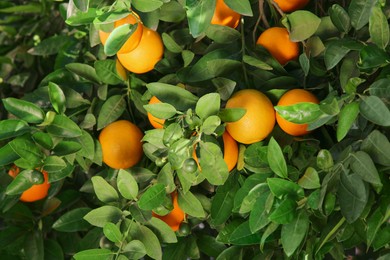 Photo of Fresh ripe oranges growing on tree outdoors