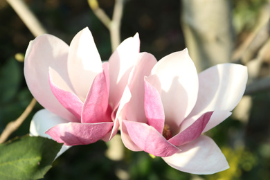 Photo of Closeup view of blossoming magnolia tree outdoors on spring day