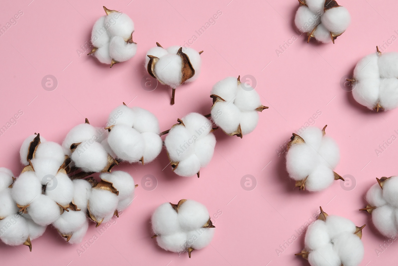 Photo of Branch with cotton flowers on pink background, top view