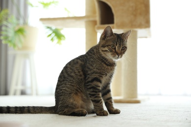 Photo of Cute tabby cat near pet tree at home
