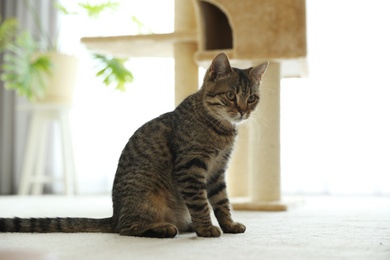 Cute tabby cat near pet tree at home