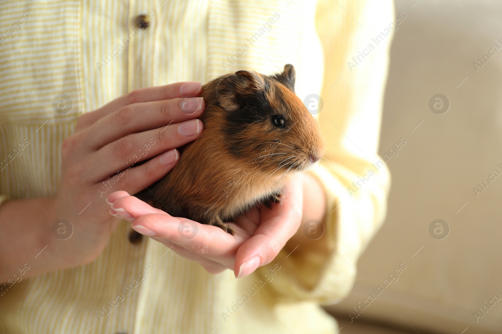 Photo of Woman holding cute small guinea pig indoors, closeup